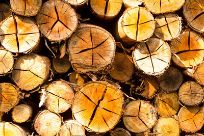 Full frame shot of logs in forest