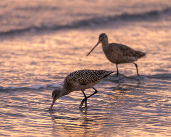 Birds getting some crab dinner