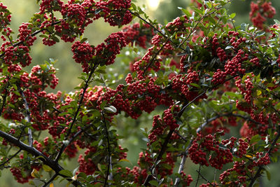 View of red autumn berries