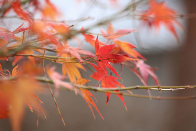 Close-up of red maple leaf on tree during autumn