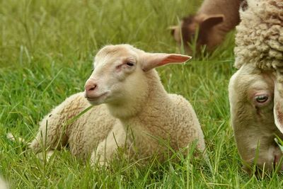 Sheep grazing on grassy field