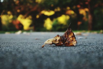 Close-up of dry leaf on street