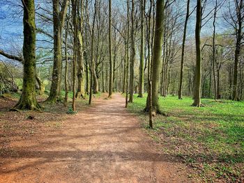 View of trees in forest