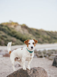 Dog standing on rock