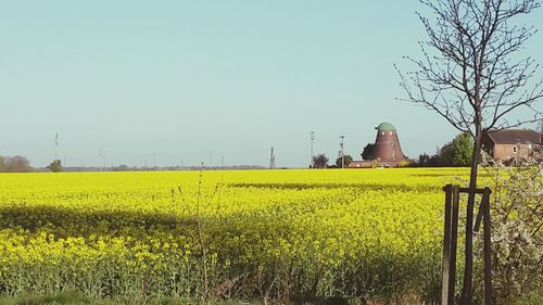 Yellow flowers growing in field against blue sky