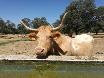 Cows on tree by water