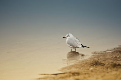 Seagull on a beach