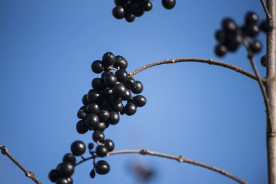 Low angle view of fruits against clear blue sky