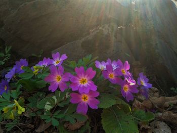 Close-up of flowers blooming outdoors