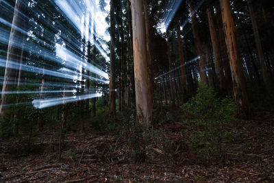 Trees in forest at night