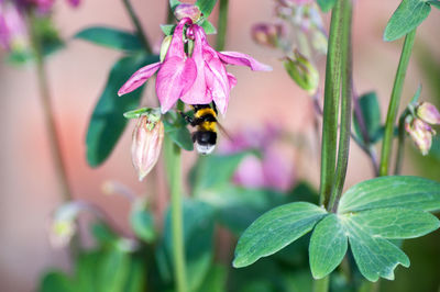 Close-up of bee pollinating on flower