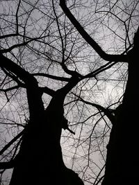 Close-up of silhouette bare tree against sky