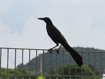 Bird perching on a railing