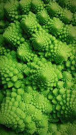 Close-up of romanesque cauliflower