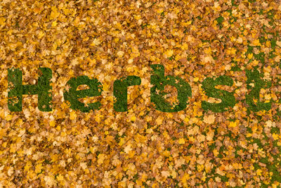 Close-up of text on yellow wall