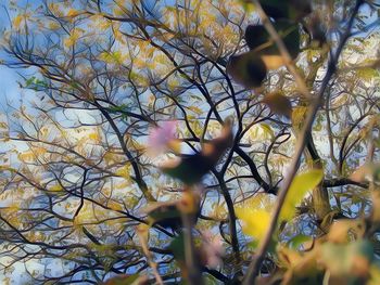 Low angle view of bare tree against sky