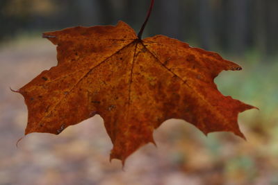 Close-up of dry maple leaf against blurred background