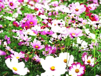 Close-up of flowers blooming outdoors