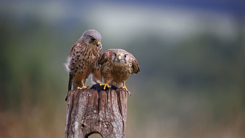 Male and female