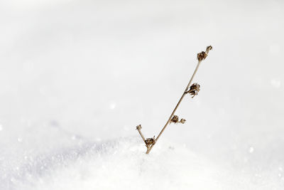 Close-up of insect on snow