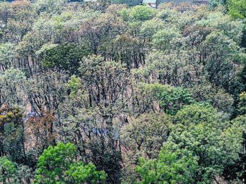 High angle view of trees in forest