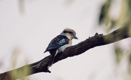 Close-up of bird perching on branch