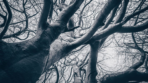 Low angle view of bare trees against sky
