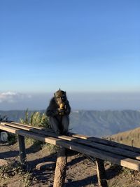 Monkey at nusa penida t rex