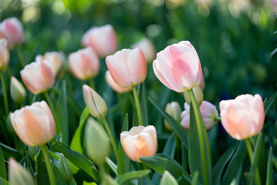 Close-up of pink tulips on field