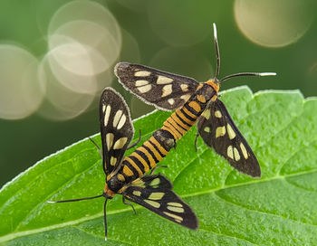 Close-up of butterfly on leaf