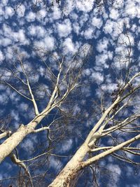 Low angle view of bare tree against sky