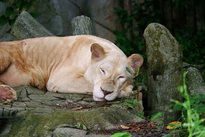 Close-up of lioness