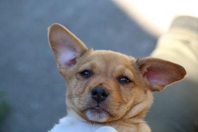 Close-up of hand holding puppy