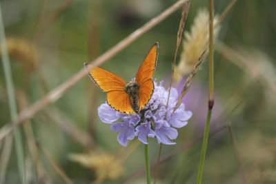Close-up of butterfly pollinating on purple flower