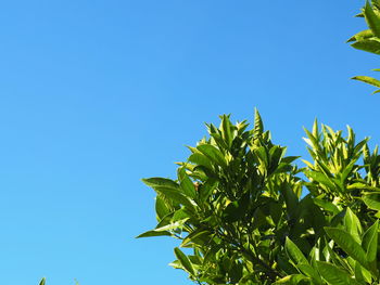 Low angle view of leaves against clear blue sky
