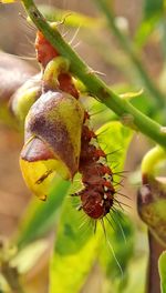 Close-up of insect on plant