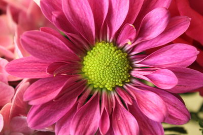 Close-up of pink flower