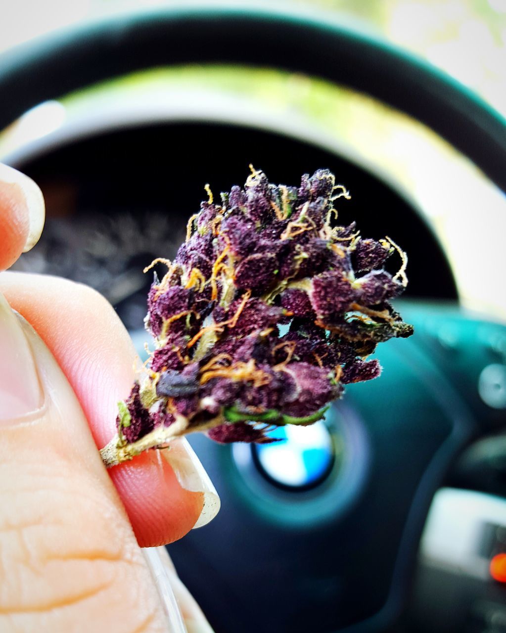 flower, indoors, close-up, freshness, holding, person, focus on foreground, part of, cropped, fragility, unrecognizable person, selective focus, purple, potted plant, human finger, plant, growth