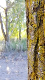 Close-up of tree growing in park