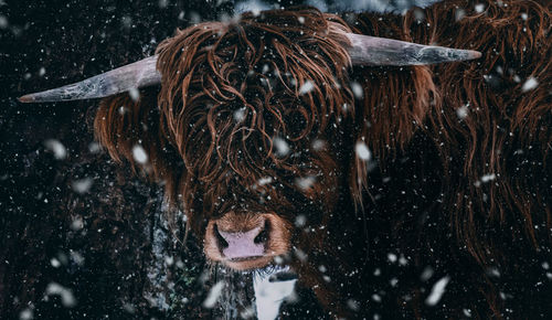 Close-up of highland cattle during winter