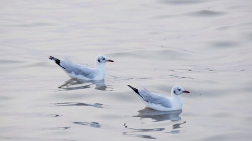 Seagulls on a lake