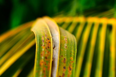 Close-up of yellow leaf