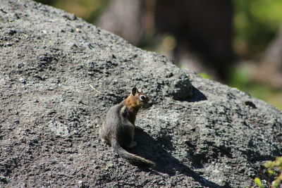 Close-up of squirrel on rock