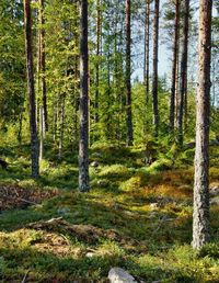 Pine trees in forest