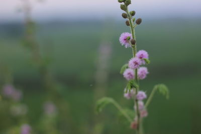 Close-up of pink flowering plant