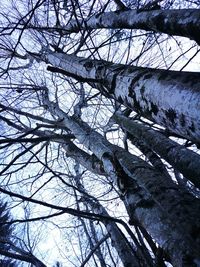 Low angle view of bare tree against sky