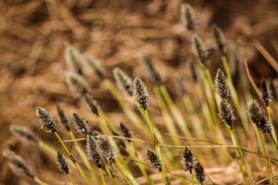 A beautiful cotton grass in a swamp in early spring