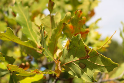 Close-up of plant