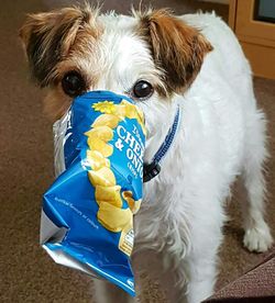 Close-up portrait of a dog