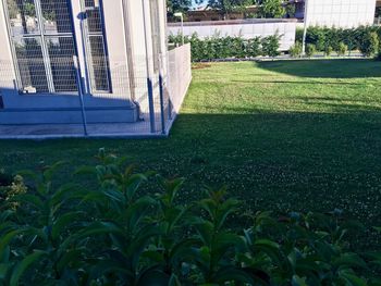 Plants growing on field